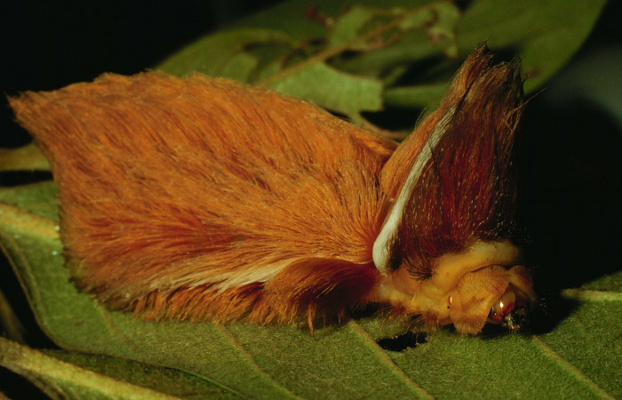 Figura 4. <i>Podalia orsilocha</i></i> (Megalopigydae) larva en último estadio, posición lateral. Voucher 93-SRNP-4784-DHJ26062.jpg.