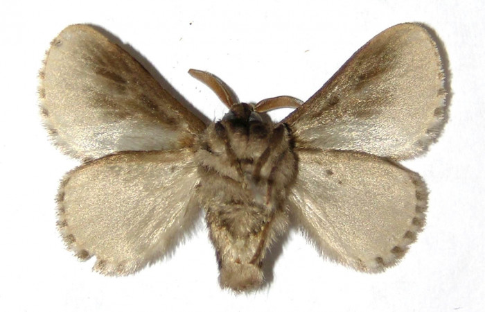 Figura 10. Adulto macho de <i>Podalia contigua</i></i> (Megalopigydae), vista ventral . Voucher 98-SRNP-14831-DHJ329835.jpg.