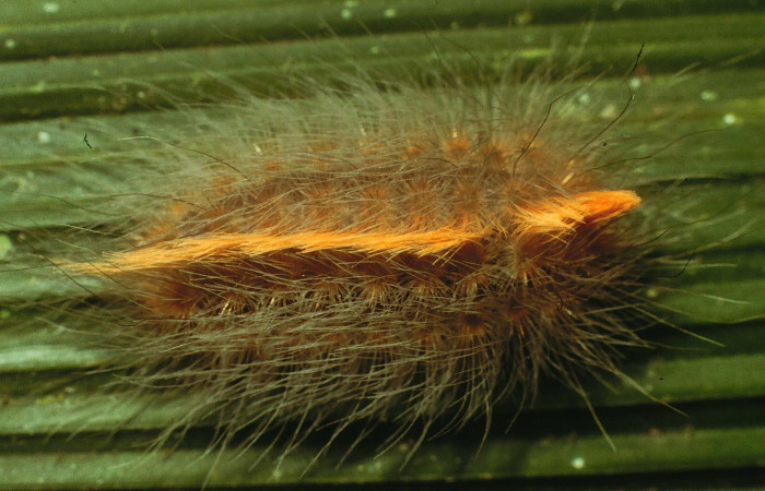 Figura 2. <i>Podalia contigua</i></i> (Megalopigydae), larva penúltimo estadio  posición dorsal. Sector San Cristóbal, Sendero Corredor. Voucher 98-SRNP-14838-DHJ47665.jpg.
