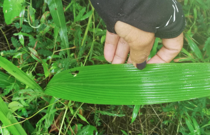 Figura 11. <i>Setaria paniculifera</i></i> (Poaceae) Planta hospedera de <i>Podalia contigua</i></i>  (Megalopigydae) Sector San Cristóbal.