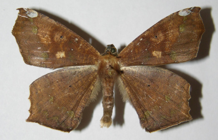 Figura 1. Adulto de <i>Paragonia cruraria</i></i> (macho), vista dorsal (00-SRNP-12937-DHJ324866)