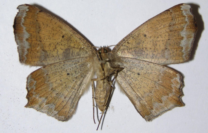 Figura 2. Adulto de <i>Paragonia cruraria</i></i> ((macho), vista ventral (01-SRNP-10429-DHJ324881)