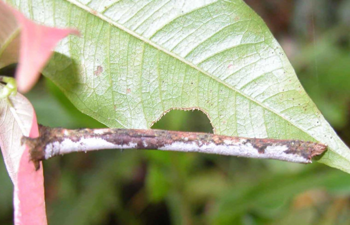 Figura 11. Larva <i>Paragonia</i></i> crurariaDHJ01, Geometridae, vista lateral, último estadio. (03-SRNP-20116-DHJ90477)