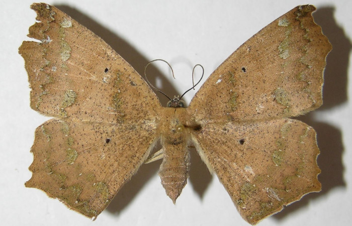 Figura 3. Adulto de <i>Paragonia cruraria</i></i> (hembra), vista dorsal (03-SRNP-3478-DHJ324554)