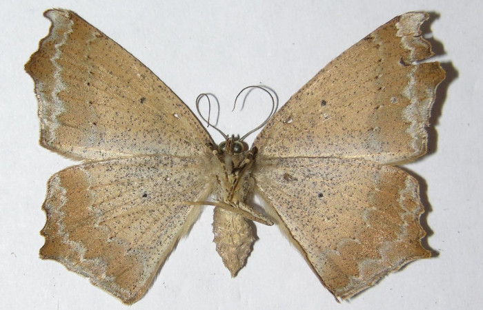 Figura 4. Adulto de <i>Paragonia cruraria</i></i> (hembra), vista ventral (03-SRNP-3478-DHJ324555)