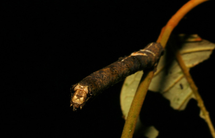 Figura 16. Larva <i>Paragonia</i></i> crurariaDHJ03, Geometridae, vista dorsa y cabeza , en U estadio. 05-SRNP-33113-DHJ405362.jpg.