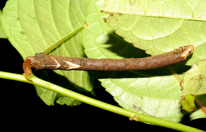 Figura 10. Larva <i>Paragonia</i></i> crurariaDHJ01, Geometridae, vista dorsal, en PU estadio .07-SRNP-2461-DHJ425799.jpg