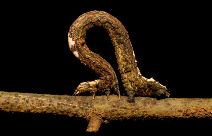 Figura 14 . Larva <i>Paragonia</i></i> crurariaDHJ02, Geometridae, vista lateral, en U estadio 07-SRNP-42015-DHJ427692.jpg 