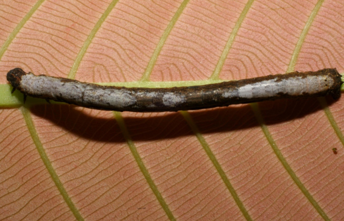 Figura 13 . Larva <i>Paragonia</i></i> crurariaDHJ02, Geometridae, vista dorsal, en PU estadio. 07-SRNP-42426-DHJ431005.jpg.