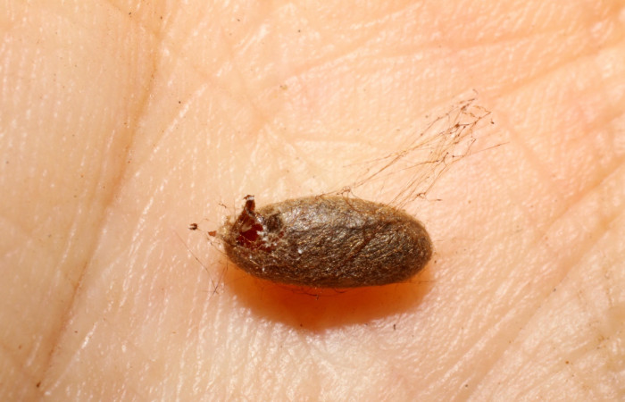 Figura 20.  Capullo de Ichneumonidae,  <i>Dusona</i></i> SD-909, parásito que ataca a la larva <i>Paragonia cruraria</i></i>. (08-SRNP-20417-DHJ469405).