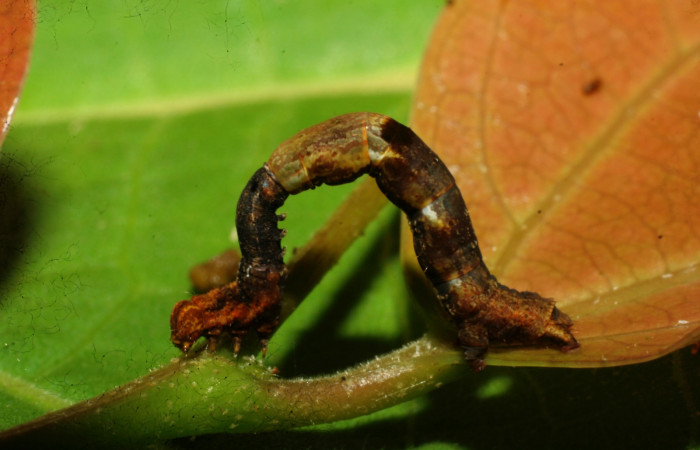 Figura 9. Larva <i>Paragonia</i></i> crurariaDHJ01, Geometridae, vista lateral, en PPU estadio. (08-SRNP-31328-DHJ440147)