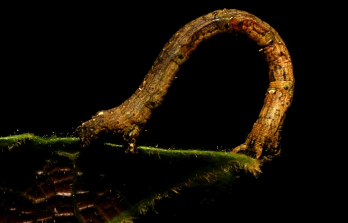 Figura 15 . Larva <i>Paragonia</i></i> crurariaDHJ03, Geometridae, vista lateral, en PU estadio. 09-SRNP-20231-DHJ450660.jpg