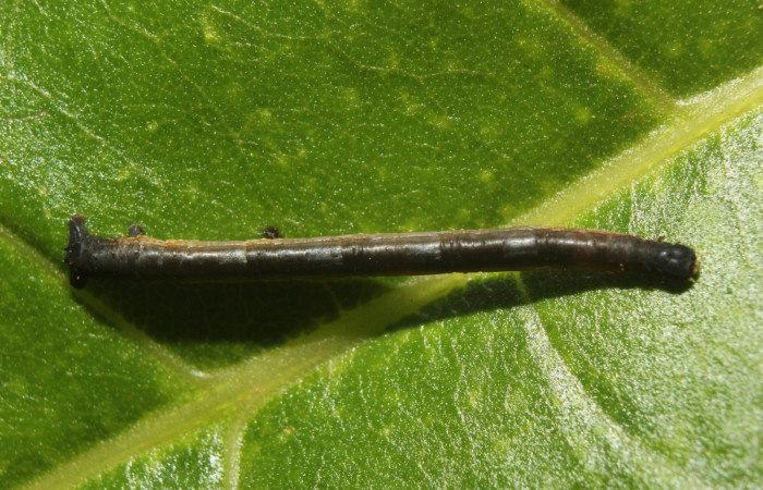 Figura 12 . Larva <i>Paragonia</i></i> crurariaDHJ02, Geometridae, vista dorsal, en PPU estadio. 14-SRNP-71032-DHJ723182.jpg.