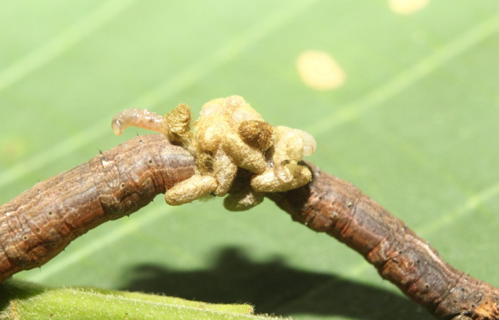 Figura 19.  Capullo de Braconidae,  <i>Glyptapanteles</i></i> Janzen3470, parásito que ataca a la larva <i>Paragonia cruraria</i></i>. (17-SRNP-71348-DHJ738217).