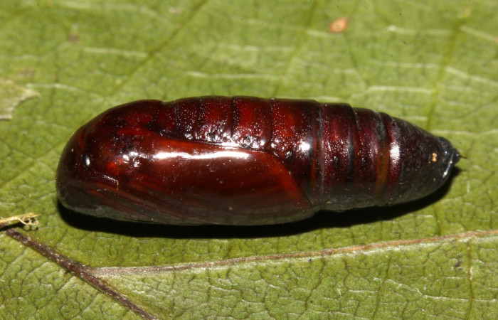 Figura 17. pupa de <i>Paragonia</i></i> cruraria, Geometridae, vista lateral. (19-SRNP-30418-DHJ764155)