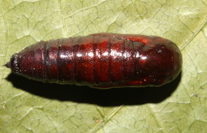 Figura 18. pupa de <i>Paragonia</i></i> cruraria, Geometridae, vista dorsal. (19-SRNP-30418-DHJ764156)