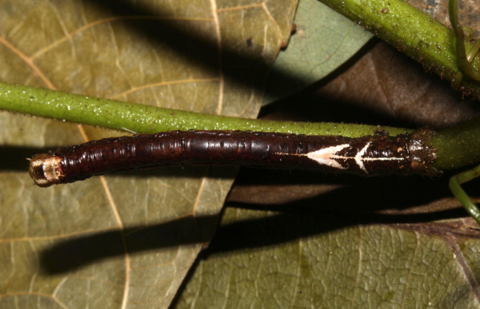 Figura 6. Larva <i>Paragonia cruraria</i></i>, Geometridae, vista dorsal. (19-SRNP-30932-DHJ765259)