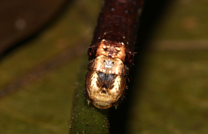 Figura 8. Larva <i>Paragonia cruraria</i></i>, Geometridae, vista  de cabeza. (19-SRNP-30932-DHJ765262)