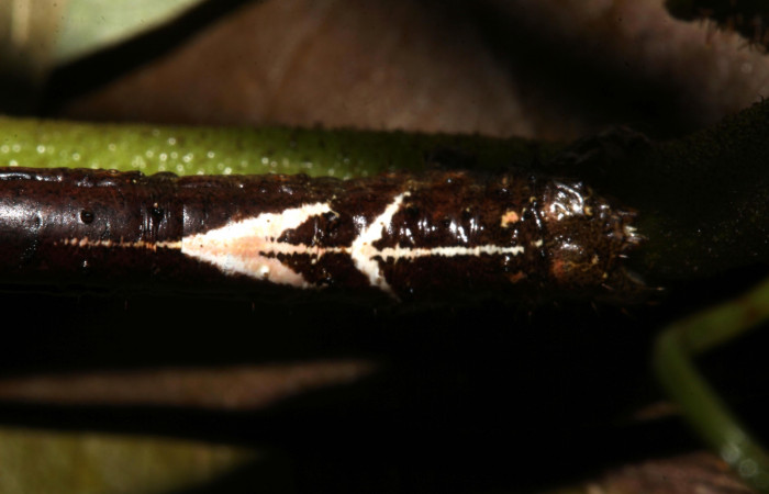 Figura 7. Larva <i>Paragonia cruraria</i></i>, Geometridae, vista dorsal trasera. (19-SRNP-30932-DHJ765264)