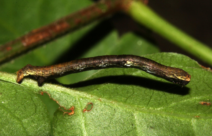 Figura 5. Larva <i>Paragonia cruraria</i></i>, Geometridae, vista lateral. (19-SRNP-31547-DHJ766585)