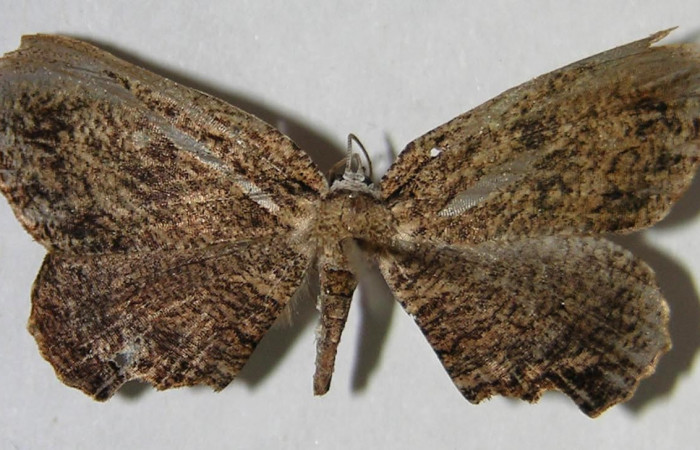 Figura 11. Adulto de <i>Schidax</i></i> squamariaDHJ06 (Uraniidae), vista dorsal, localidad Pasmompa, Sector Pitilla ACG (440m). Voucher: 07-SRNP-30402-DHJ371540.jpg.