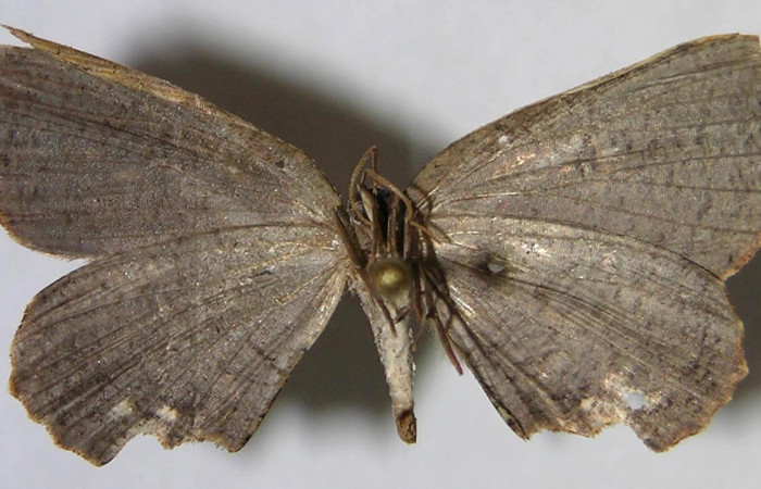 Figura 12. Adulto de <i>Schidax</i></i> squamariaDHJ06 (Uraniidae), vista ventral, localidad Pasmompa, Sector Pitilla ACG (440m). Voucher: 07-SRNP-30402-DHJ371541.jpg.