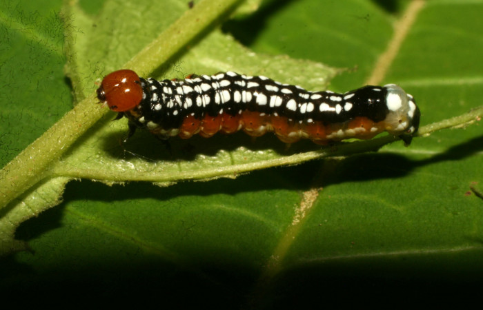 Figura 4. Larva <i>Schidax</i></i> Janzen02 (Uraniidae), último estadío (U) vista lateral, localidad Sendero Suspiro Estación Biológica Quica, Sector Pitilla ACG (439m). Voucher: 10-SRNP-71125-DHJ474668.jpg.