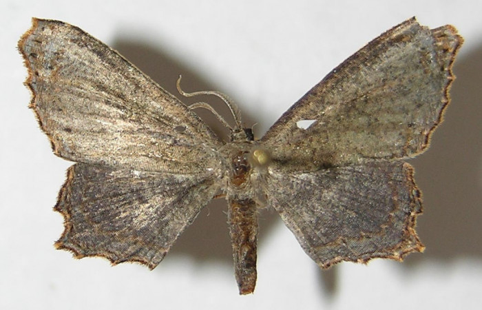 Figura 5. Adulto de <i>Schidax</i></i> Janzen02 (Uraniidae), vista dorsal, localidad Sendero Suspiro Estación Biológica Quica, Sector Pitilla ACG (439m). Voucher: 10-SRNP-71165-DHJ533428.jpg.