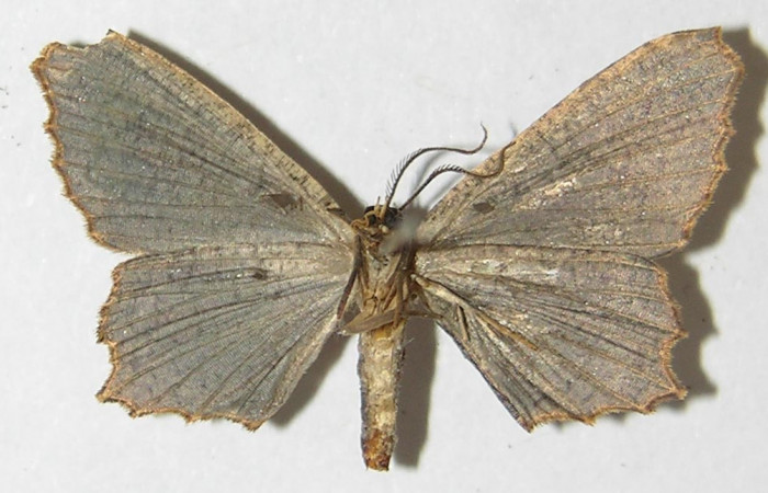 Figura 6. Adulto de <i>Schidax</i></i> Janzen02 (Uraniidae), vista ventral, localidad Sendero Suspiro Estación Biológica Quica, Sector Pitilla ACG (439m). Voucher: 10-SRNP-71165-DHJ533429.jpg.