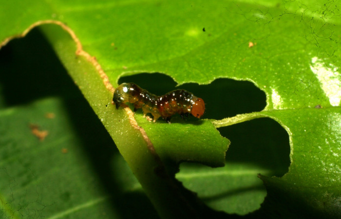 Figura 2. Larva <i>Schidax</i></i> Janzen02 (Uraniidae), tercer estadío (PPU) vista lateral, localidad Quebradona Estación Biológica Quica, Sector Pitilla ACG (475m). Voucher: 11-SRNP-70255-DHJ483660.jpg.