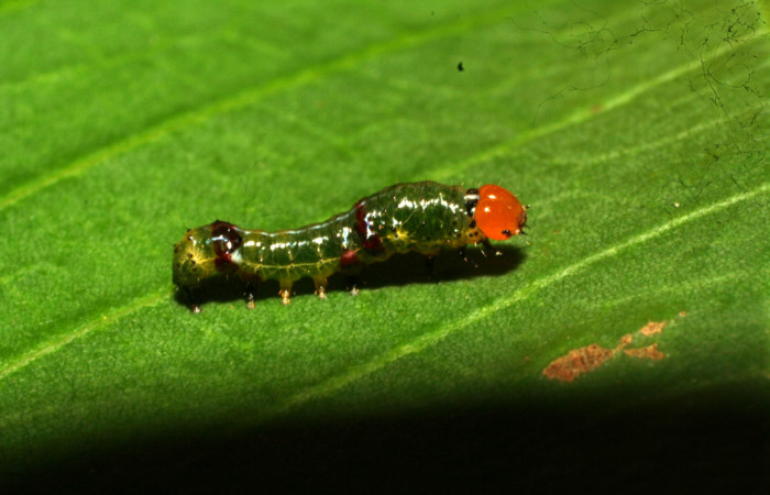 Figura 3. Larva <i>Schidax</i></i> Janzen02 (Uraniidae), penúltimo estadío (PU) vista lateral, localidad Quebradona Estación Biológica Quica, Sector Pitilla ACG (475m). Voucher: 11-SRNP-70260-DHJ483666.jpg.