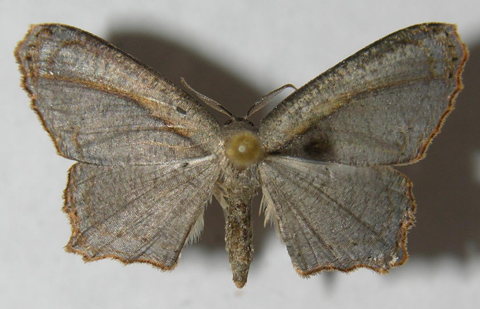 Figura 1. Adulto de <i>Schidax</i></i> Janzen02 (Uraniidae), vista dorsal, localidad Bullas Estación Biológica Quica, Sector Pitilla ACG (440m). Voucher: 12-SRNP-71142-DHJ565088.jpg.