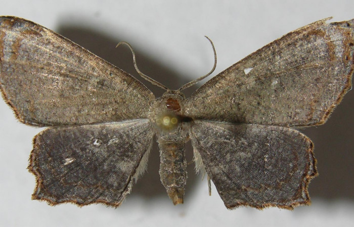 Figura 7. Adulto de <i>Schidax</i></i> Janzen02 (Uraniidae), vista dorsal, localidad Bullas Estación Biológica Quica, Sector Pitilla ACG (440m). Voucher: 12-SRNP-71143-DHJ565092.jpg.