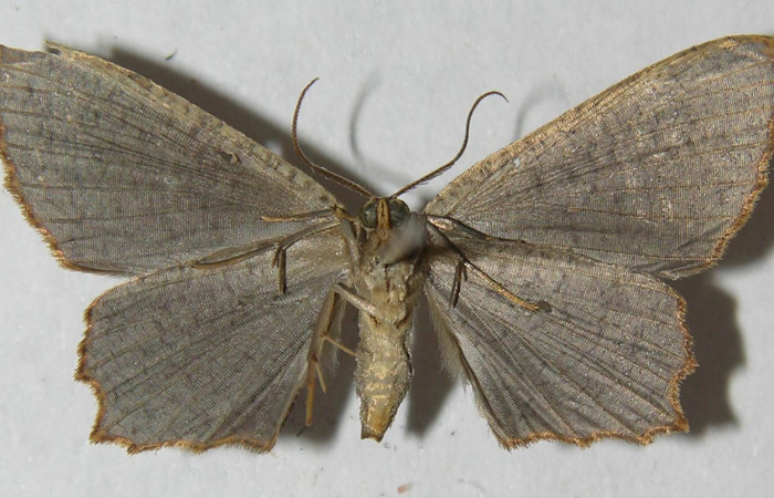 Figura 8. Adulto de <i>Schidax</i></i> Janzen02 (Uraniidae), vista ventral, localidad Bullas Estación Biológica Quica, Sector Pitilla ACG (440m). Voucher: 12-SRNP-71143-DHJ565093.jpg.