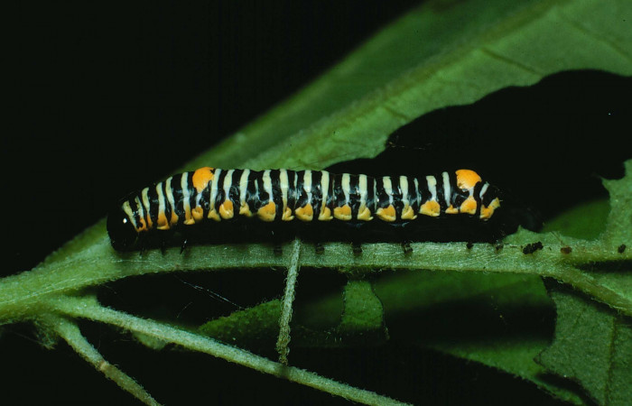 Figura 9. Larva <i>Schidax</i></i> squamariaDHJ06 (Uraniidae), último estadío (U) vista lateral, localidad Bosque San Emilio, Sector Santa Rosa ACG (300m). Voucher: 87-SRNP-650-DHJ9964.jpg.