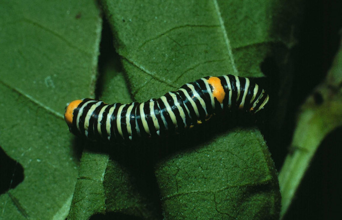 Figura 10. Larva <i>Schidax</i></i> squamariaDHJ06 (Uraniidae), último estadío (U) vista dorsal, localidad Bosque San Emilio, Sector Santa Rosa ACG (300m). Voucher: 87-SRNP-650-DHJ9965.jpg.