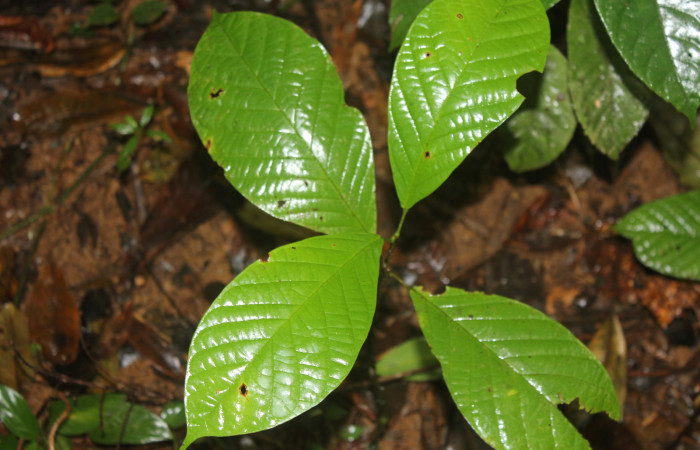 Figura 13. Planta hospedera de <i>Schidax</i></i> Janzen02 (Uraniidae), esta planta se llama <i>Distectella magnoliifolia</i></i> (Bignoniaceae), localidad Quebradona Estación Biológica Quica, Sector Pitilla ACG (475m), foto: Ricardo Calero 04 Enero 2022.