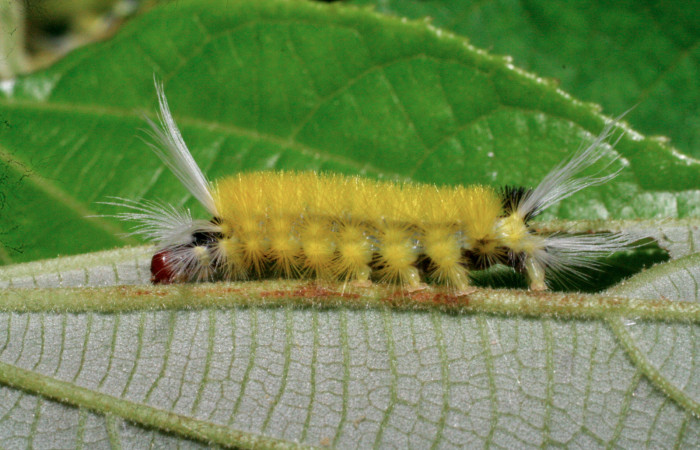Fig. 10 Larva <i> Lophocampa</i></i> maroniensisDHJ05, mostrando la parte lateral entero. Voucher: 07-SRNP-33911-DHJ434492.jpg.