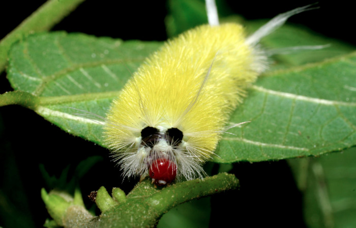 Fig. 11 Larva <i> Lophocampa</i></i> maroniensisDHJ05, mostrando la parte frente cabeza. Voucher: 08-SRNP-32614-DHJ446236.jpg.