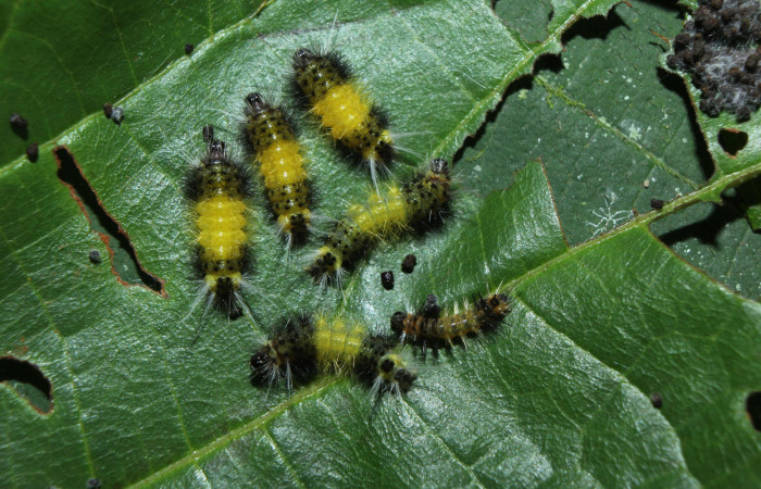 Fig.12 Larva <i> Lophocampa</i></i> maroniensisDHJ02,varias. Voucher: 14-SRNP-71695-DHJ726036.jpg.