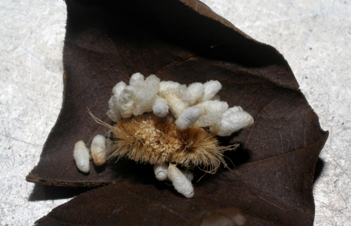 Fig.14 Prepupa Braconidae, <i>Cotesia</i></i> Whitfield27 <i>Lophocampa maroniensis</i></i>. Voucher: 06-SRNP-3952-DHJ420803.jpg.
