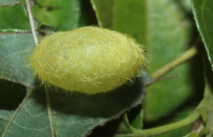 Fig.15 Prepupa <i>Lophocampa</i></i> maroniensisDHJ02. Voucher: 14-SRNP-71695-DHJ726043.jpg.