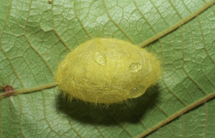Fig.16 Pupa <i>Lophocampa</i></i> maroniensisDHJ02. Voucher: 08-SRNP-41157-DHJ442371.jpg.