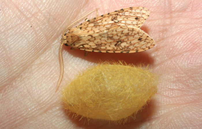 Fig.17 Adulto <i>Lophocampa</i></i> maroniensisDHJ02. Voucher: 09-SRNP-31184-DHJ455006.jpg.