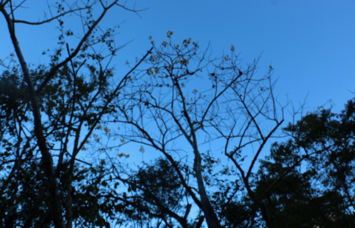 Fig.18 Planta  <i>Cochlospermum vitifolium</i></i>, (Malvaceae), hospedera de la larva <i>Lophocampa maroniensis</i></i>,(Erebidae), Sector Mundo Nuevo, Punta Plancha. Ahora <i>Cochlospermum vitifolium</i></i>, se encuentra con flores amarillas y sín hojas los árboles. Foto Elieth Cantillano 19 Enero 2022.
