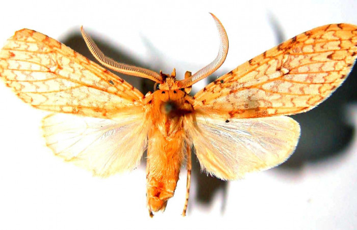 Fig.1 Adulto <i>Lophocampa maroniensis</i></i> macho mostrando la parte dorsal.Voucher: 83-SRNP-1438-DHJ33672.