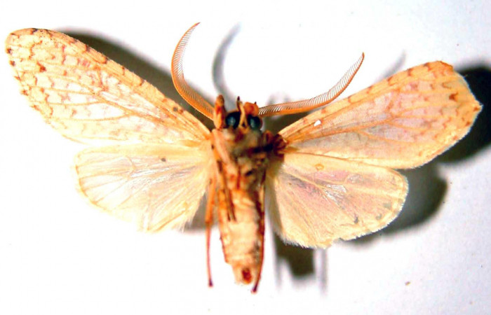 Fig.2 Adulto <i>Lophocampa maroniensis</i></i> macho mostrando la parte ventral.Voucher: 83-SRNP-1438-DHJ33673.