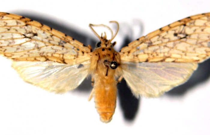 Fig.3 Adulto <i>Lophocampa</i></i> maroniensisDHJ03 hembra mostrando la parte dorsal.Voucher: 03-SRNP-23948-DHJ92384.