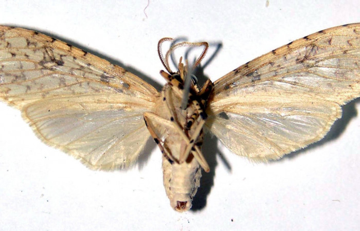 Fig.4 Adulto <i>Lophocampa</i></i> maroniensisDHJ03 hembra mostrando la parte ventral.Voucher: 03-SRNP-23948-DHJ92385.