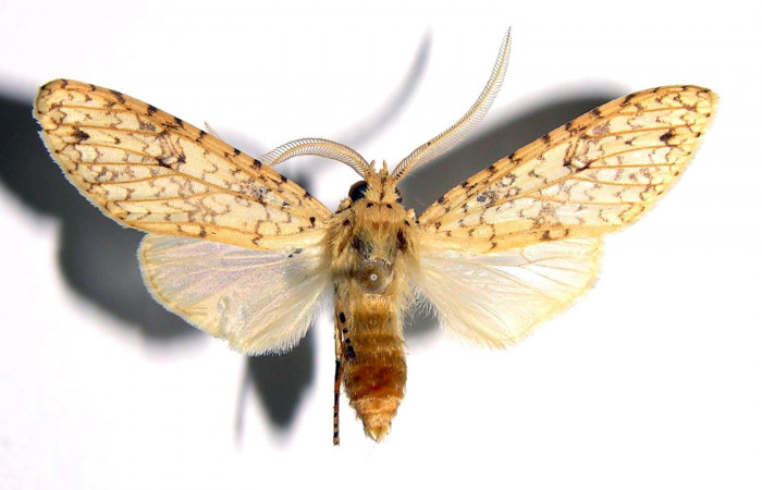 Fig.5 Adulto <i>Lophocampa</i></i> maroniensisDHJ05 macho mostrando la parte dorsal.Voucher: 01-SRNP-11238-DHJ93858.